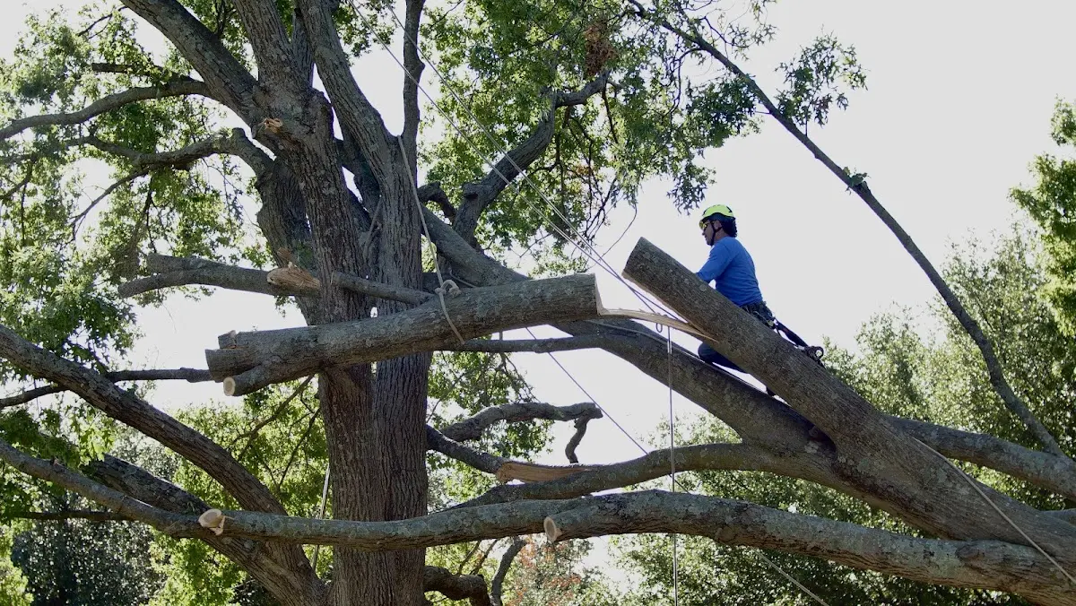Professional Crown Thinning performed by certified arborists in Elizabeth