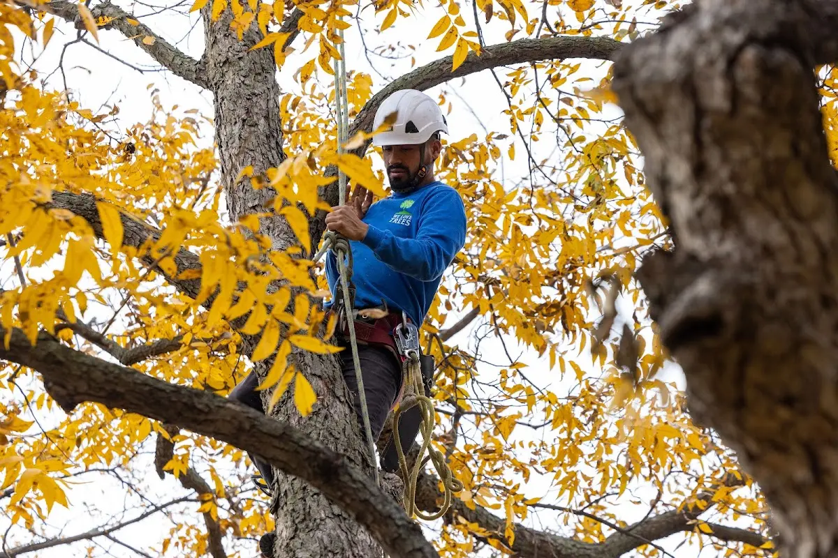 Skilled Tree Pruning crew working in Elizabeth