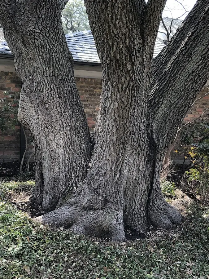 Mature heritage tree close to a Elizabeth property cared for by certified arborists
